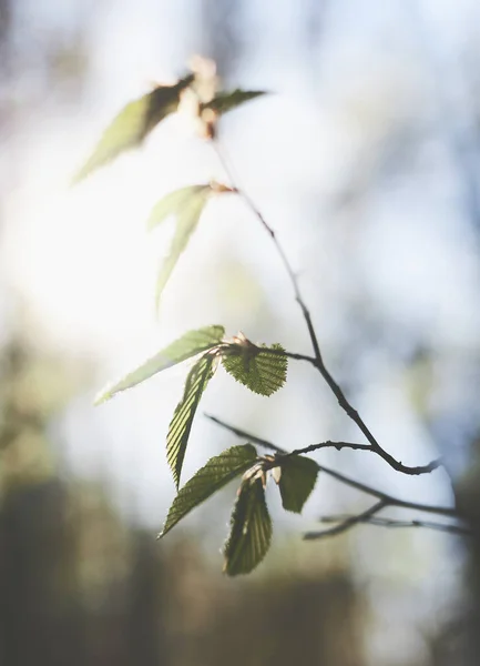 Размытый Зеленый Фон Листьев Весной Свежая Листва Весенняя Тема — стоковое фото
