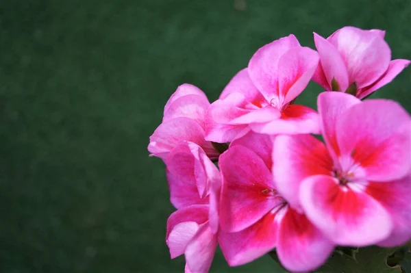 Rosa Pelargonium Blommor Mörkgrön Bakgrund — Stockfoto