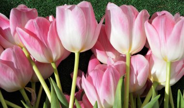 Yeşil arka planda duran pembe lale demeti bahar çiçekleri mevsimlik detaylar makro