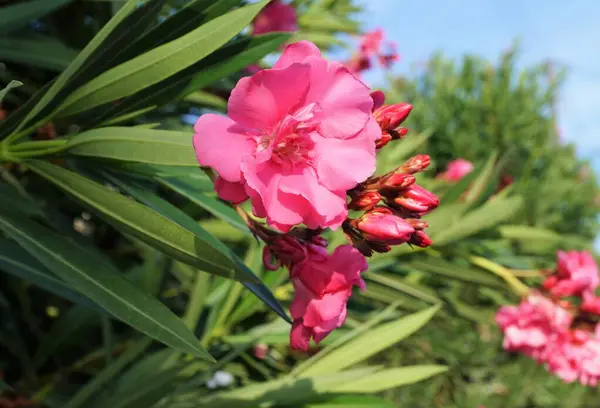 Floração Grandes Flores Rosa Verão Dia Ensolarado Grécia Macro Foto — Fotografia de Stock