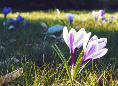 Çimlerde küçük, güzel bahar çiçeği Crocus doğal arka planda.