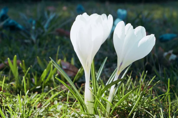 Pequenas Flores Açafrão Branco Grama Verde São Uma Bela Vista — Fotografia de Stock