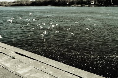 Bir grup martı nehir kıyısından uçuyor. Güzel manzara.