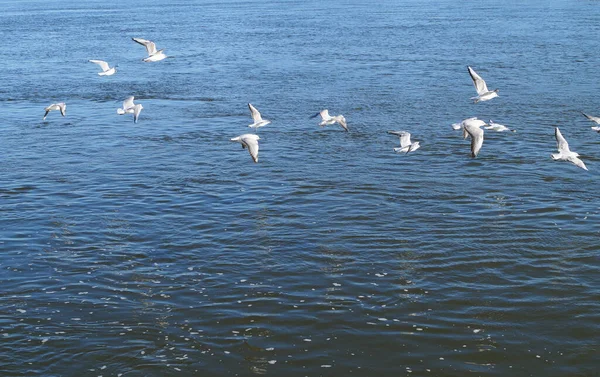 Aves Gaviotas Blancas Volando Sobre Río Por Tarde Soleado Día — Foto de Stock