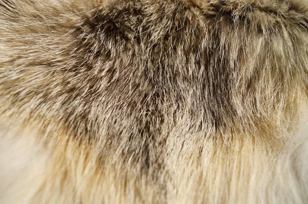 Přírodní Pozadí Textura Kožešiny Zvířata Fox Oblečení Detail Makro Fotografie — Stock fotografie