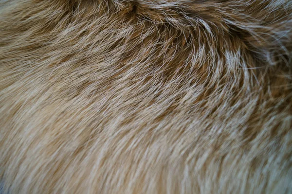 Warm Furry Fur Wild Animal Fox Natural Background Texture Patern Stock Image