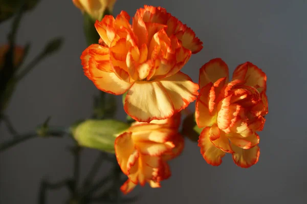 Flowers orange Yellow Carnation Dianthus Flora Nature Botanic Garden