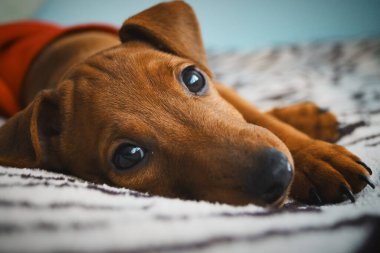 Küçük kırmızı köpek yavrusu dinlenen güzel görünümlü hayvan portresi.