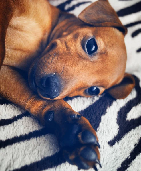 Petite Ras Hond Pinscher Liggend Bed Huisdier Pensive Schattig Kijken — Stockfoto