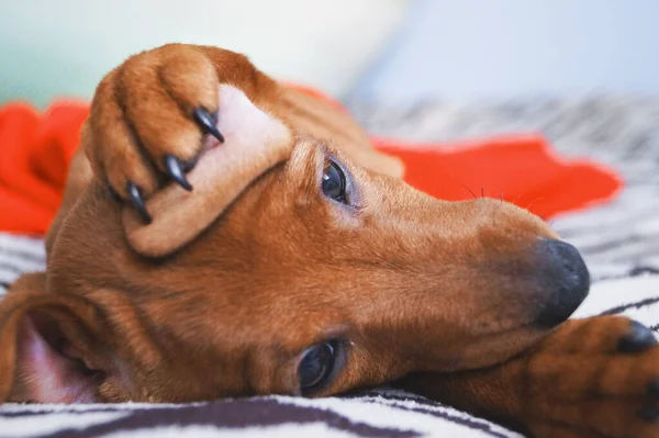 ペット犬子犬ブラウンピンチャーは足の耳を閉じます面白い肖像画 — ストック写真