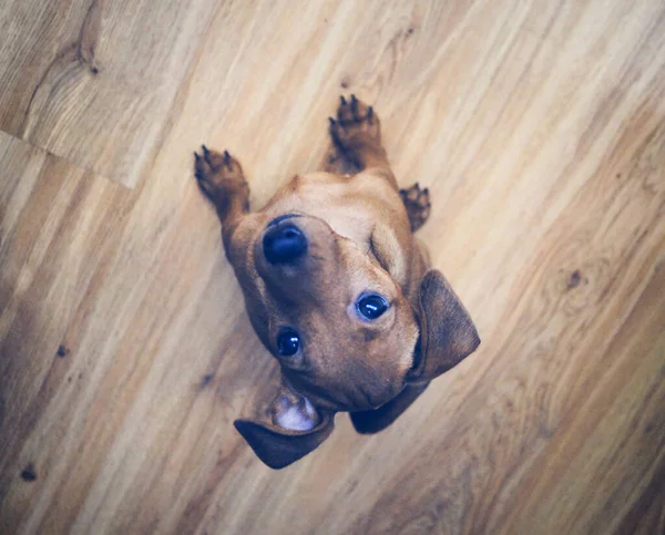 Little Brown Puppy Pincher Sienta Piloto Observa Mirada Reflexiva Una — Foto de Stock