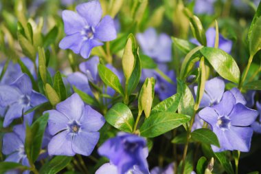 Çimenlerdeki mavi bahar çiçekleri Doğanın mevsimsel detayları Flora Macro Fotoğraf