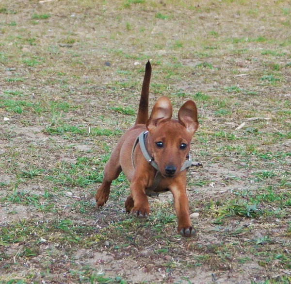 Pequeño Pellizco Raza Cachorro Feliz Correr Través Hierba Verde Hogar — Foto de Stock