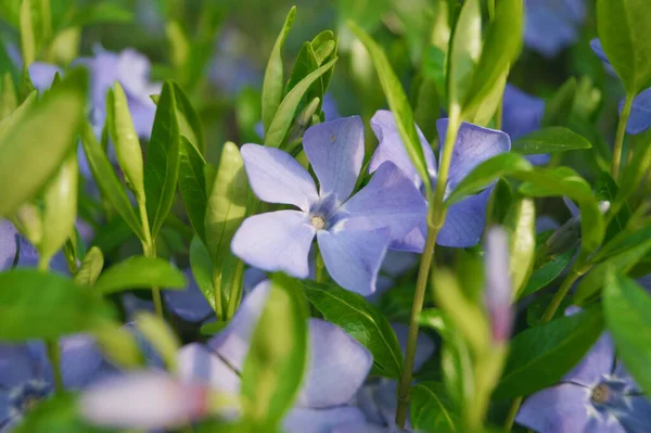 Little Blue Spring Flowers Background Green Grass Leaves Seasonal Detail — Stock Photo, Image