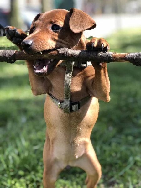 Puppy Dog Pincher Wird Von Einem Ast Des Baumes Gespielt — Stockfoto