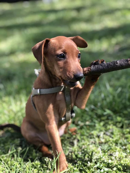 小さな子犬犬の品種Tswergpinscherは緑の芝生の上で木の枝によって再生されますかわいい肖像画 — ストック写真
