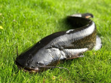 Yeşil otların arka planında büyük yayın balığı avlamak