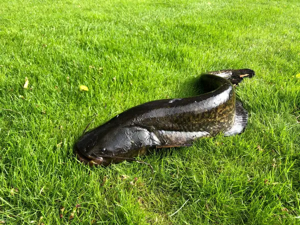 Memancing Ikan Besar Ikan Lele Latar Belakang Rumput Hijau — Stok Foto