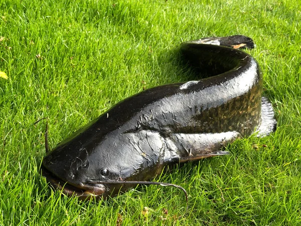 在绿草上钓鱼的黑大而闪亮的鲶鱼 — 图库照片