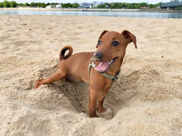 Kleine Welpen Hunderasse Miniatur Pinscher Braun Strand Ruht Sand Hintergrund — Stockfoto