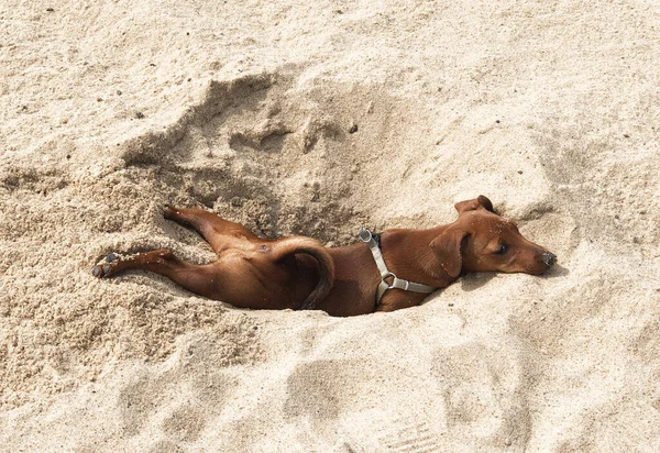 Kleiner Welpenhund Züchtet Zwergpinscher Braun Der Strand Sand Ausgehobenen Loch — Stockfoto