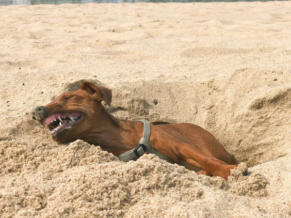 Ein Kleiner Brauner Hund Züchtet Den Zwergpinscher Der Strand Sand — Stockfoto