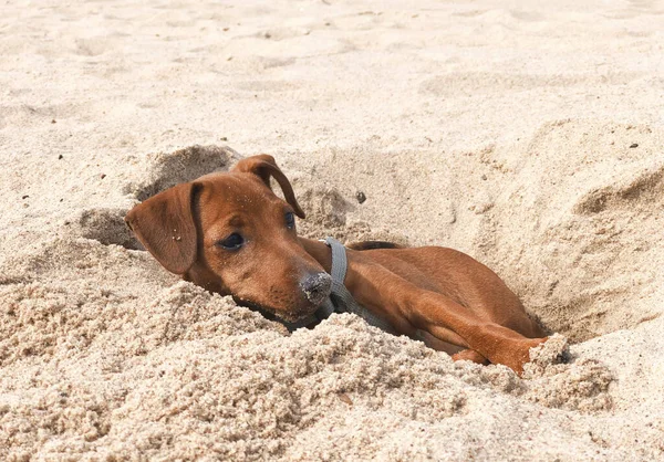 Haustier Braune Welpen Hunderassen Zwergpinscher Ruhen Virit Grube Sand Strand — Stockfoto