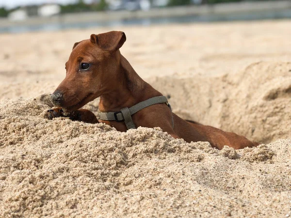 Brauner Welpe Der Rasse Der Zwergpinscher Schaut Sommer Einem Sonnigen — Stockfoto