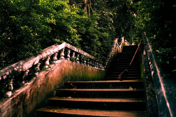 Treppe im Sommerwald — Stockfoto