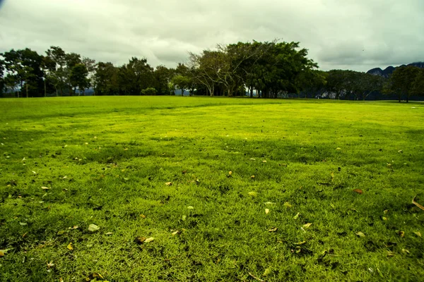 雨の日の緑のリー — ストック写真