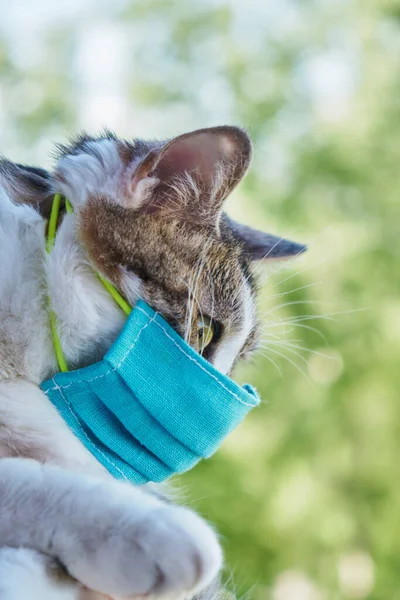 A cat in a protective mask looks at the street. Protective antiviral mask on the cats face, Protective face mask for animals. COVID-19, Coronovirus. Medical mask from coronavirus, hantavirus.