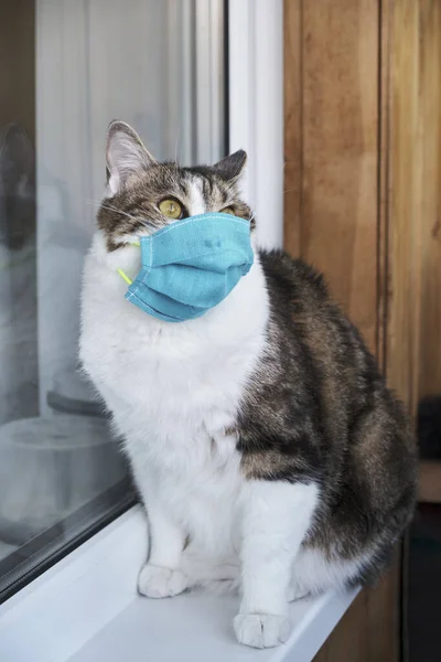 Tıbbi maskeli kedi. Kedilerin yüzündeki koruyucu antiviral maske hayvanlar için koruyucu yüz maskesi. COVID-19, Coronovirüs, Hanta virüsü konsepti. Coronavirüs tıbbi maskesi, hanta virüsü..