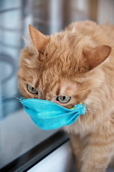 Koruyucu maskeli kırmızı kedi. Kedilerin yüzündeki koruyucu antiviral maske hayvanlar için koruyucu yüz maskesi. COVID-19, Coronovirüs, Hanta virüsü konsepti. Coronavirüs tıbbi maskesi, hanta virüsü..