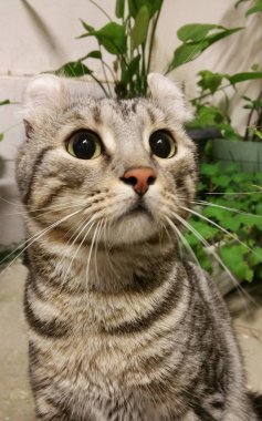 Gece Amerikan Curl kedi