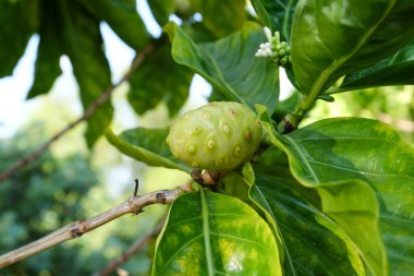 Üzerinde arka plan bulanık Morinda citrifolia büyük yeşil yaprakları