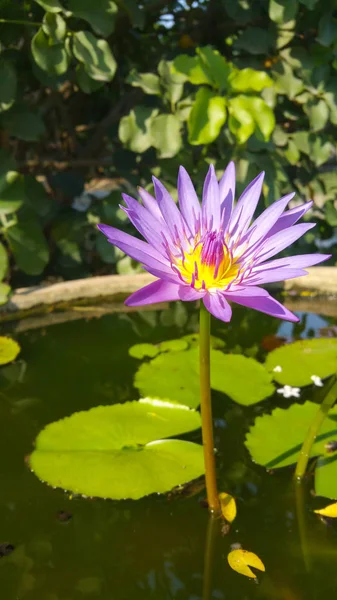 Lotus bloom in the pond Daytime