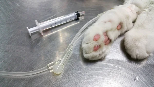 Tuzlu su kedi vücut içine damlama oldu.