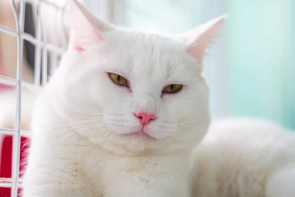 白デブ猫をお探し — ストック写真