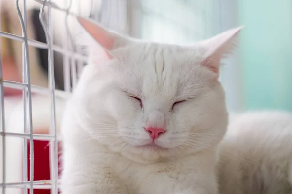 Fette Katze Weißer Schlaf — Stockfoto