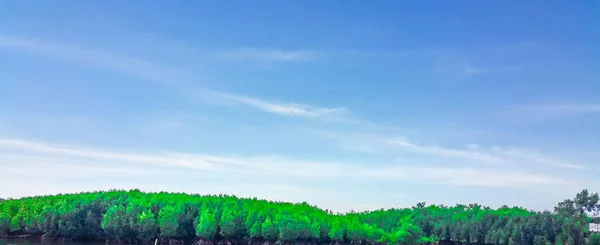 mangrov orman Özelleştir renk masal sesi