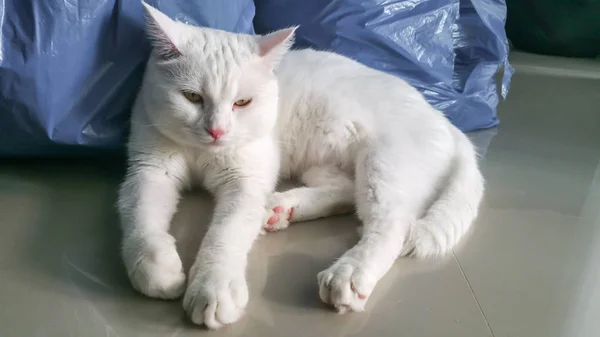 Білий Товстий Кіт Який Шукаєте — стокове фото
