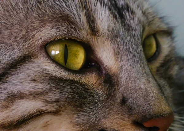 Sarı gözlü kedi closeup görünümü