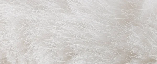 cat fur texture background