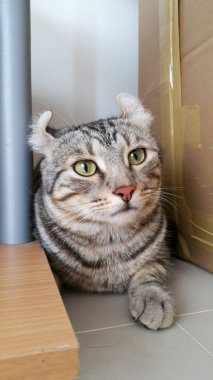 Amerikan Curl kedi. Bir şey arıyordum