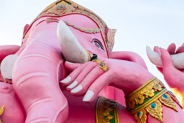 Büyük pembe Pikanet / Ganesh