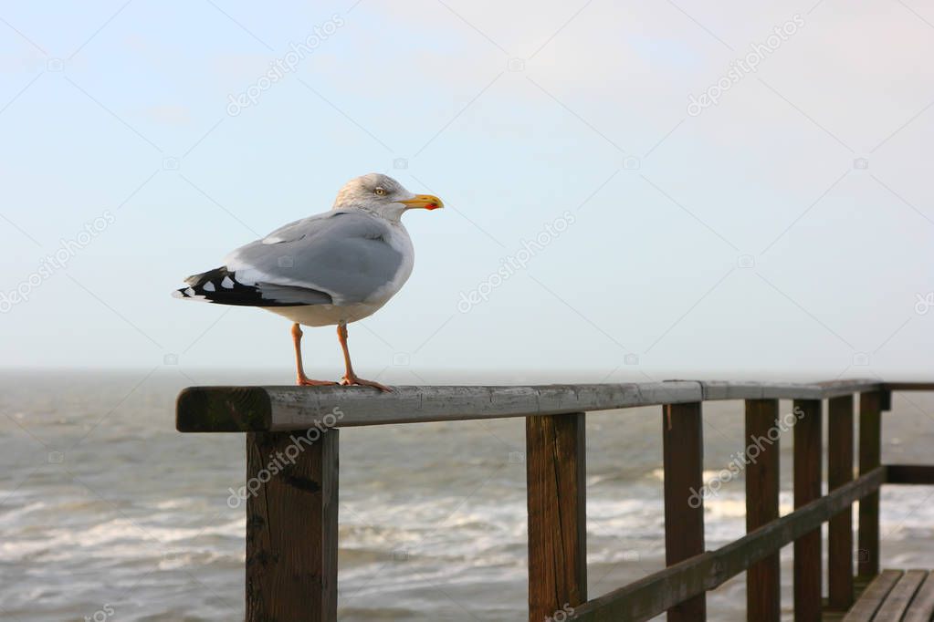 Seagull sitting on the railing.