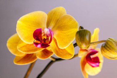 Sarı orkide çiçek