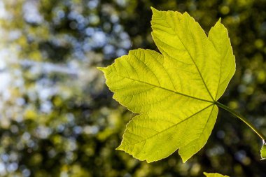 Parlak taze doğa yeşil yaprak