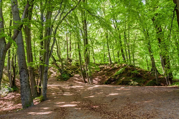 Zeleni lesů, lesní park — Stock fotografie