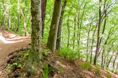 Yeşil doğa orman park woods